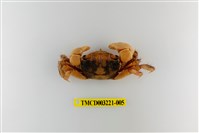 藏品(圓額新脹蟹)的圖片